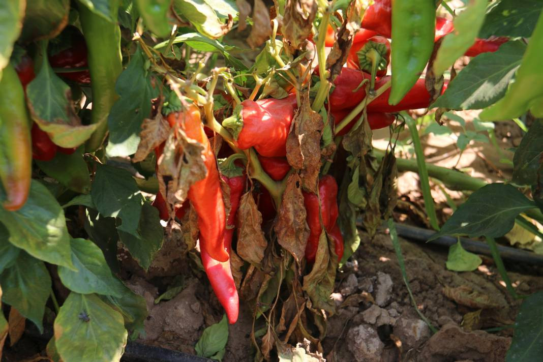 Kavurucu sıcakta acı hasat, ellerini yüzlerine bile süremiyorlar - Resim: 7