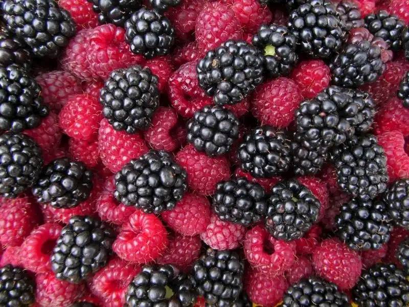 Böğürtlenin bitmeyen faydaları. Kanser ve birçok derde deva - Resim: 8