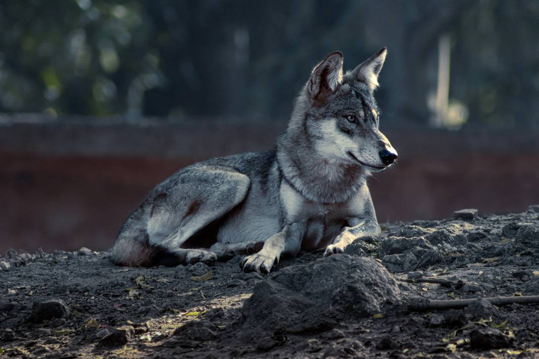 Kurtlar hakkında 25 gerçek - Resim: 21