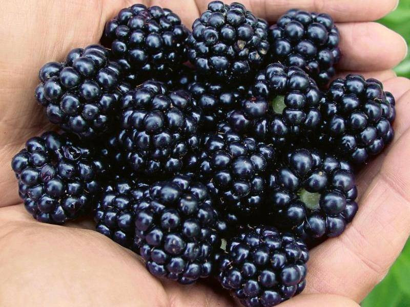 Böğürtlenin bitmeyen faydaları. Kanser ve birçok derde deva - Resim: 3