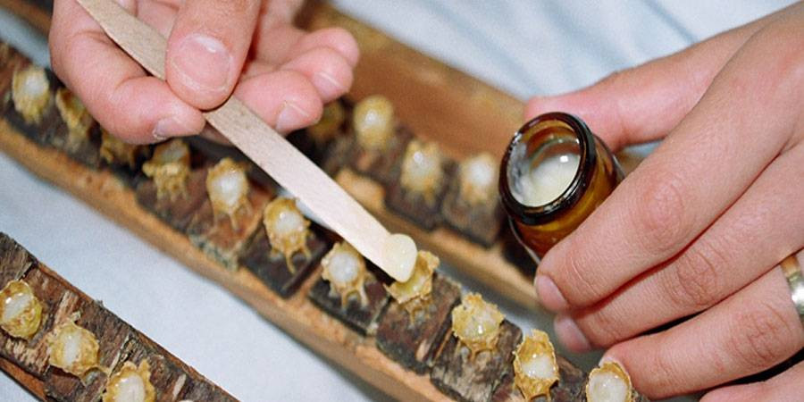 Kilosu 30 bin liraya satılıyor: İyi gelmediği hastalık yok. Türkiye'de değeri bilinmiyor yabancılar sıraya giriyor - Resim: 3