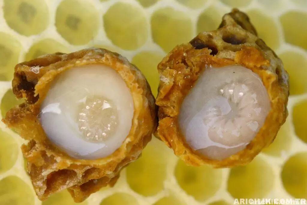 Kilosu 30 bin liraya satılıyor: İyi gelmediği hastalık yok. Türkiye'de değeri bilinmiyor yabancılar sıraya giriyor - Resim: 4