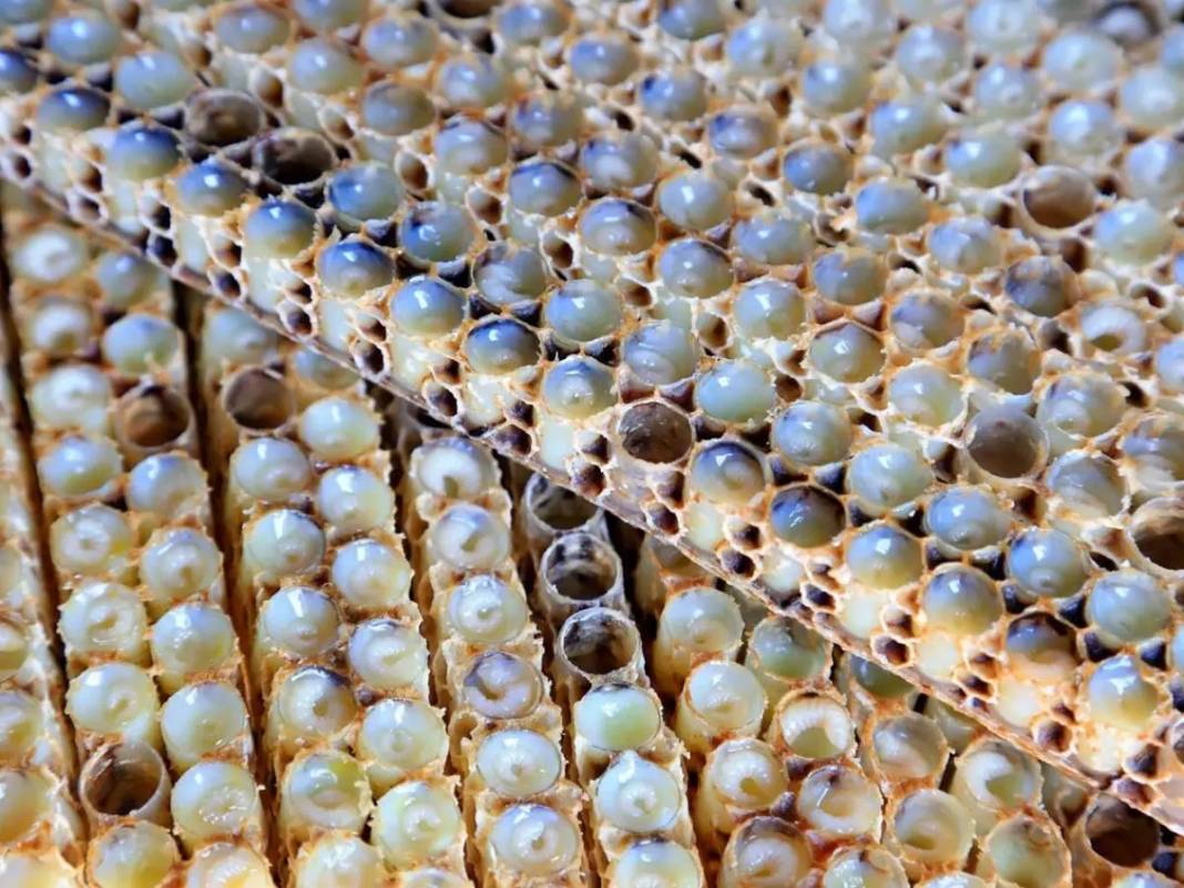 Kilosu 30 bin liraya satılıyor: İyi gelmediği hastalık yok. Türkiye'de değeri bilinmiyor yabancılar sıraya giriyor - Resim: 6