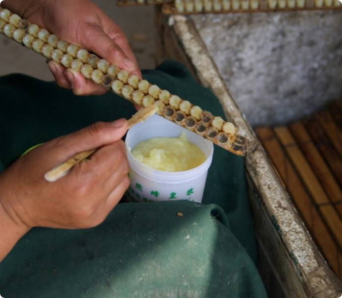 Kilosu 30 bin liraya satılıyor: İyi gelmediği hastalık yok. Türkiye'de değeri bilinmiyor yabancılar sıraya giriyor - Resim: 5