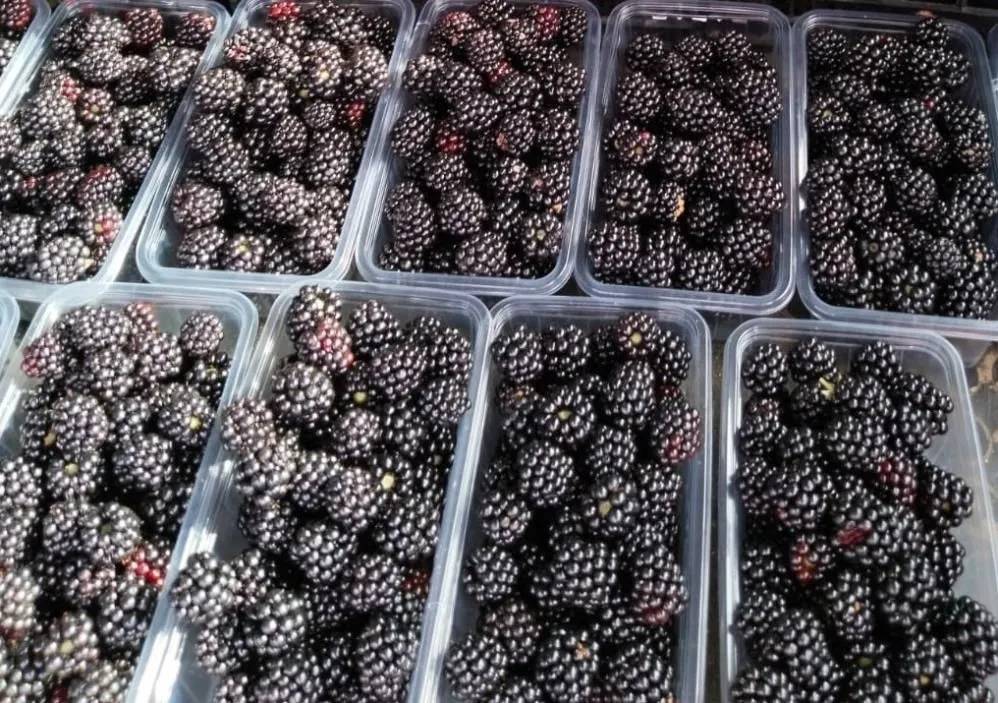 Böğürtlenin bitmeyen faydaları. Kanser ve birçok derde deva - Resim: 17