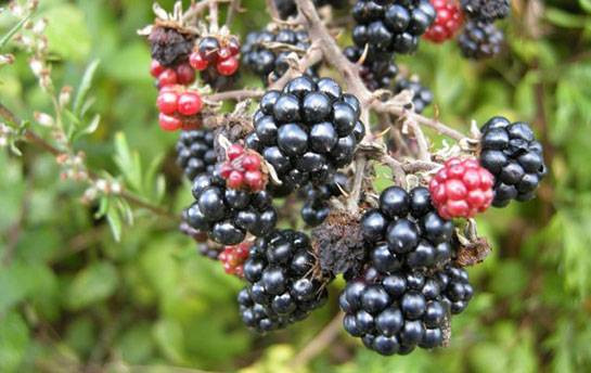 Böğürtlenin bitmeyen faydaları. Kanser ve birçok derde deva - Resim: 10