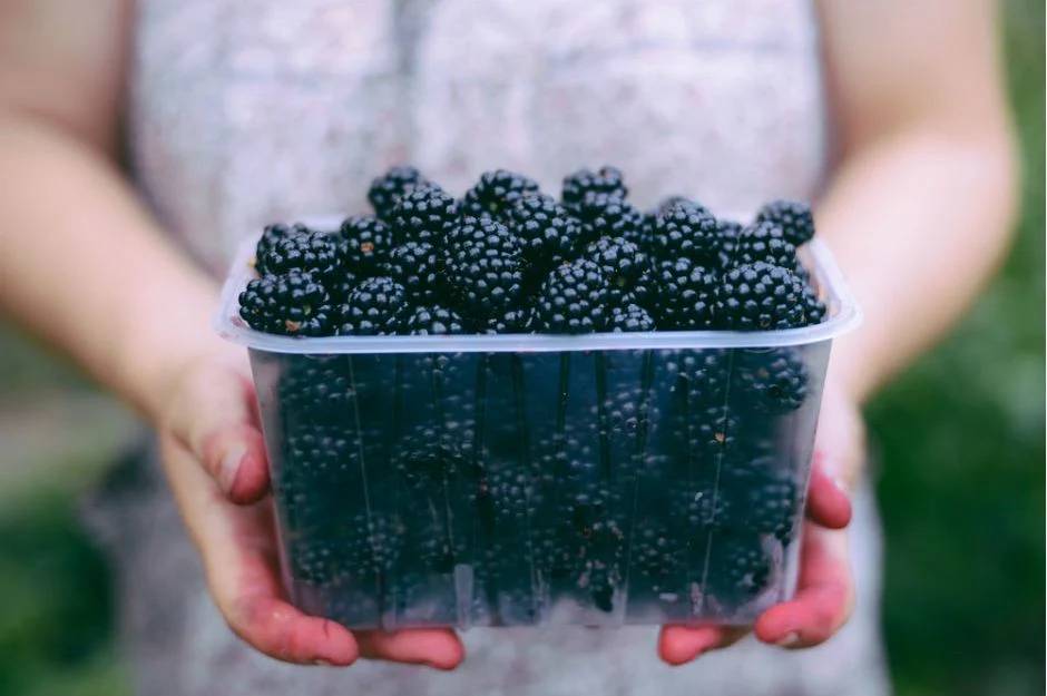 Böğürtlenin bitmeyen faydaları. Kanser ve birçok derde deva - Resim: 9