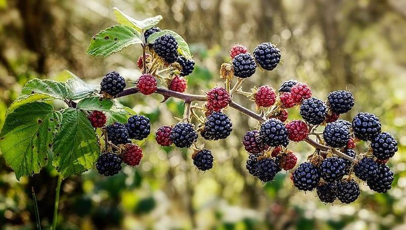 Böğürtlenin bitmeyen faydaları. Kanser ve birçok derde deva - Resim: 5