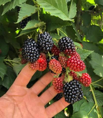 Böğürtlenin bitmeyen faydaları. Kanser ve birçok derde deva - Resim: 6