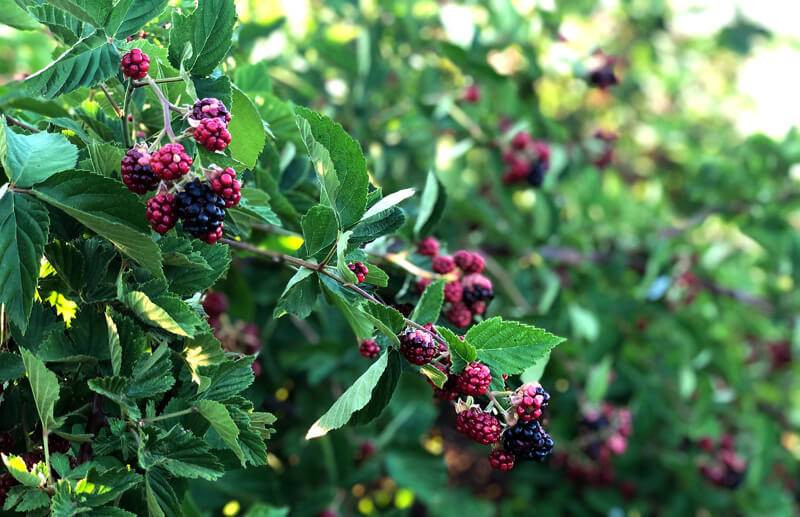Böğürtlenin bitmeyen faydaları. Kanser ve birçok derde deva - Resim: 11