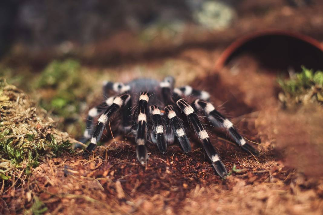 Tarantulalar hakkında 15 ilginç gerçek - Resim: 13