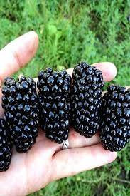 Böğürtlenin bitmeyen faydaları. Kanser ve birçok derde deva - Resim: 2