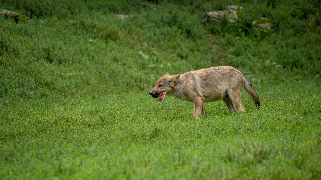 Kurtlar hakkında 25 gerçek - Resim: 11