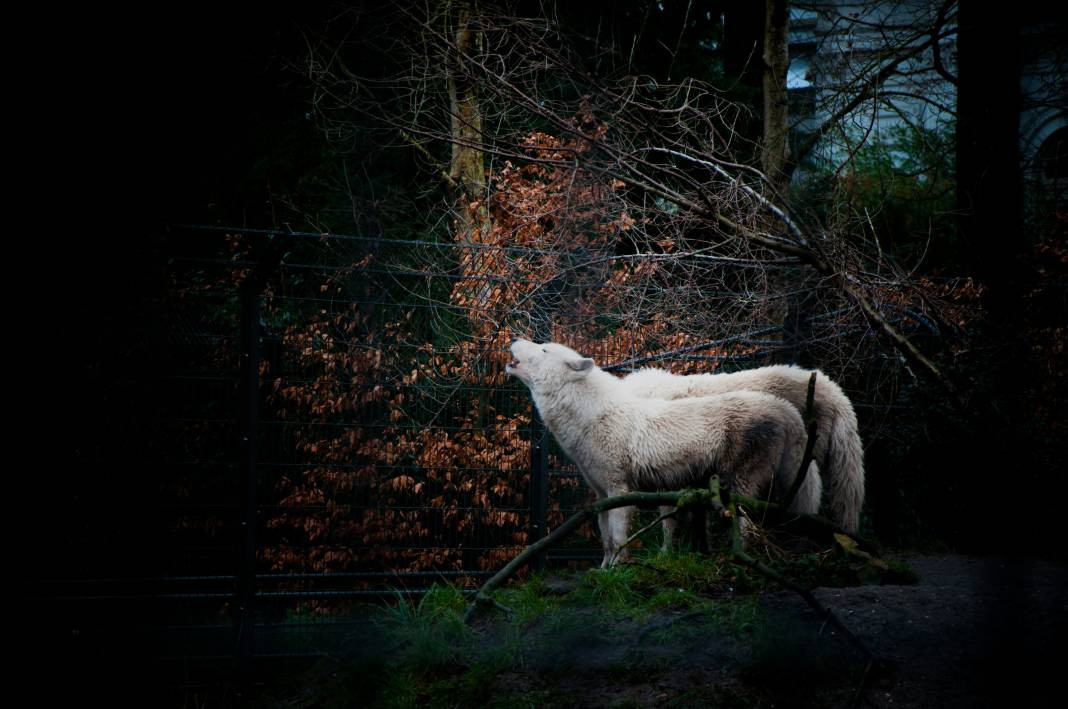 Kurtlar hakkında 25 gerçek - Resim: 7