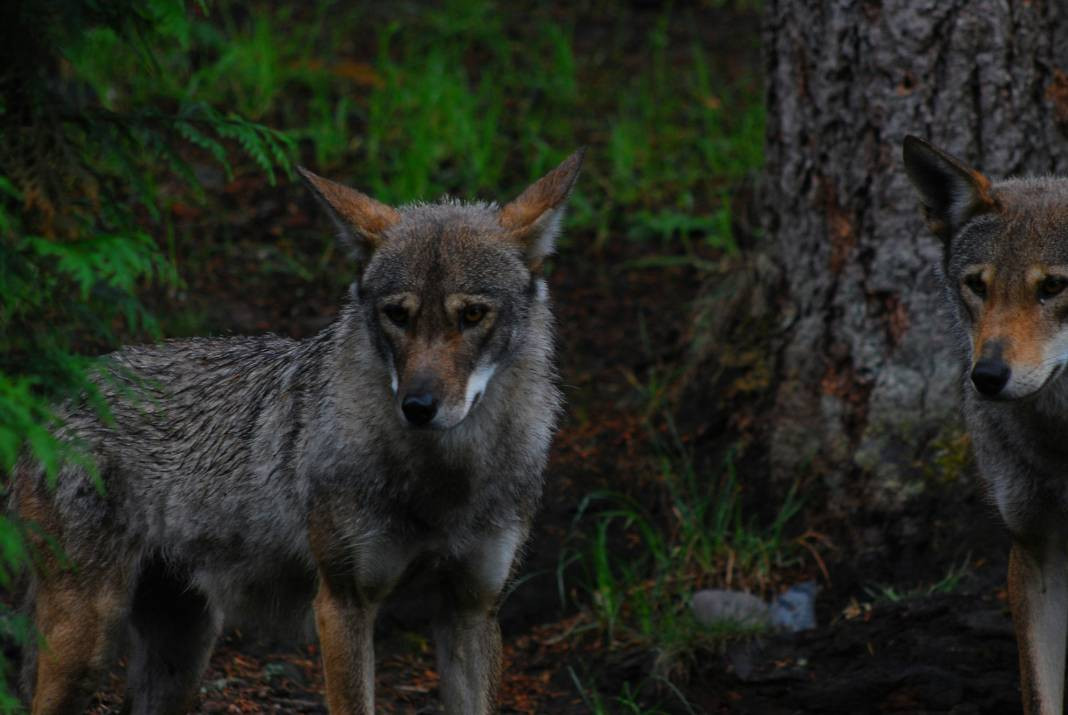Kurtlar hakkında 25 gerçek - Resim: 19