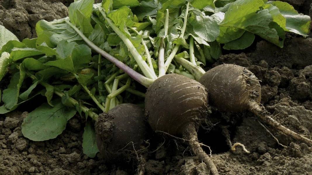 Turp yemeden önce bilmeniz gereken 25 gerçek - Resim: 19