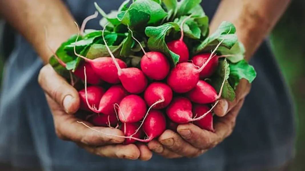 Turp yemeden önce bilmeniz gereken 25 gerçek - Resim: 15