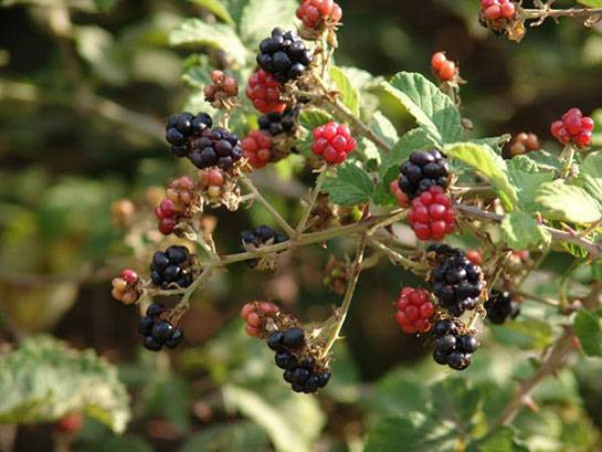 Böğürtlenin bitmeyen faydaları. Kanser ve birçok derde deva - Resim: 12