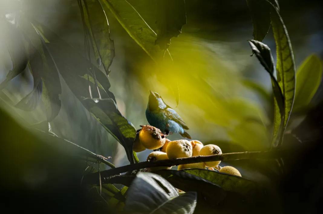 Smithsonian Fotoğraf Yarışması'dan seçilen kareler: Güney Amerika'nın cennet köşeleri - Resim: 8