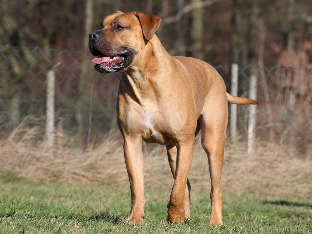 Dünyanın en büyük 25 köpek Irkı. Hem boylarıyla hem sadakatleriyle göz kamaştırıyorlar - Resim: 14