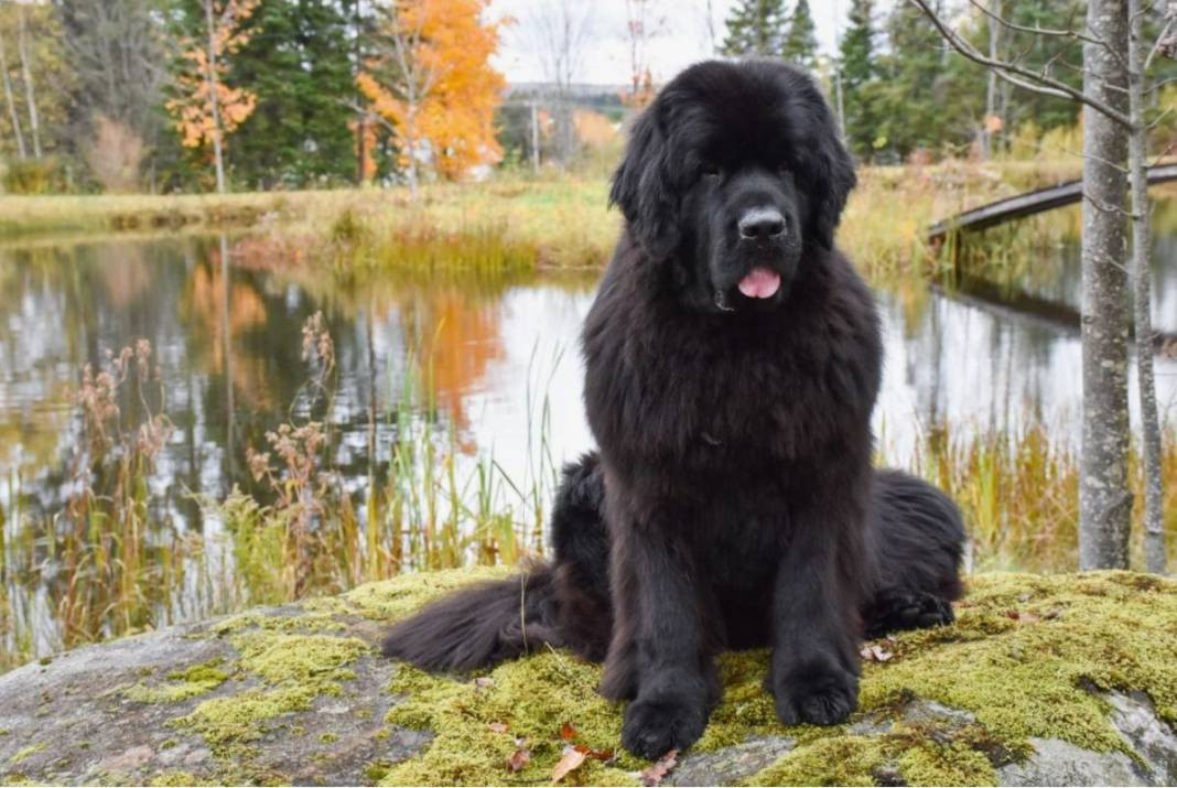 Dünyanın en büyük 25 köpek Irkı. Hem boylarıyla hem sadakatleriyle göz kamaştırıyorlar - Resim: 8