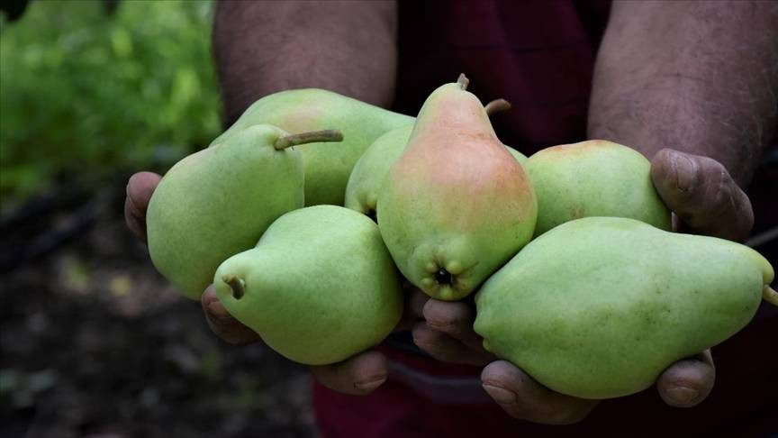 Kışın tüketilmesi gereken 10 sebze ve meyve - Resim: 17