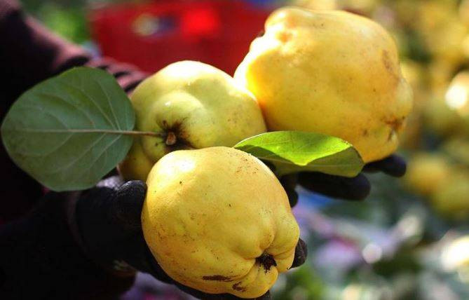 Kışın tüketilmesi gereken 10 sebze ve meyve - Resim: 20