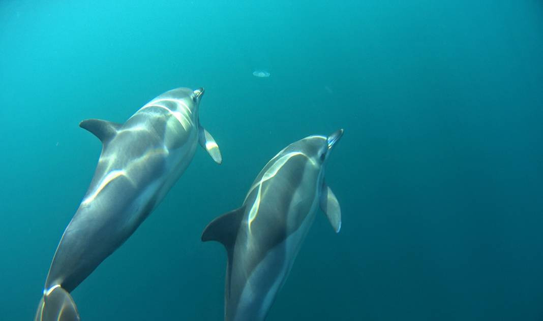 Günlük hayatta doğru bildiğimiz 25 yanlış - Resim: 17