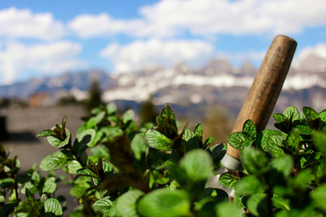 Nane yemeden önce bilmeniz gereken 25 gerçek - Resim: 18