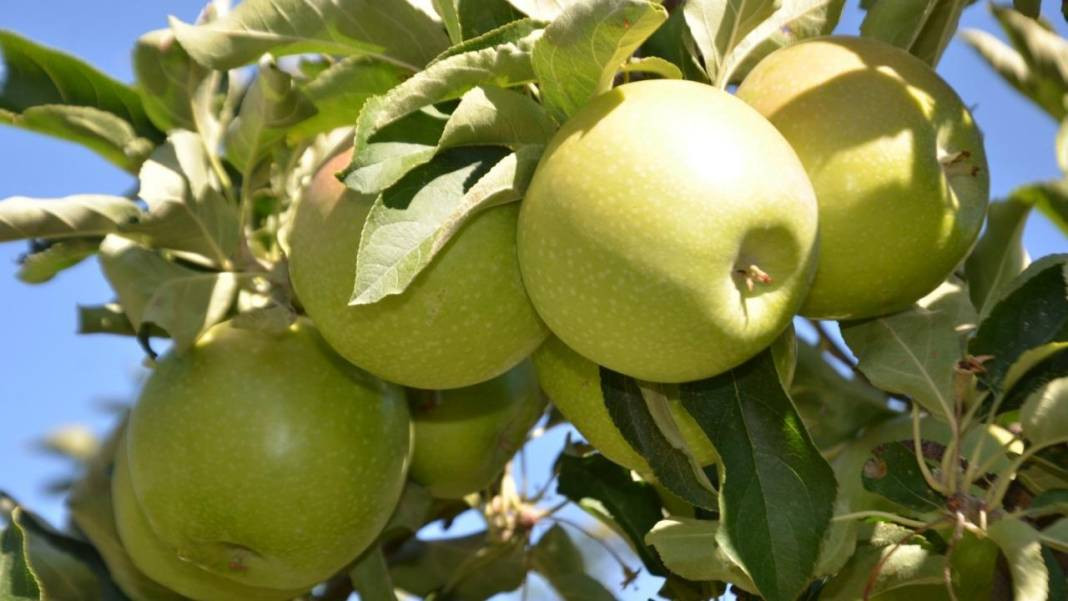 Kışın tüketilmesi gereken 10 sebze ve meyve - Resim: 16