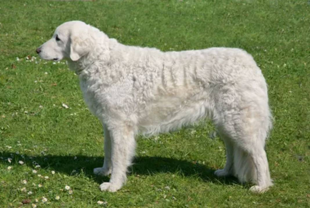 Dünyanın en büyük 25 köpek Irkı. Hem boylarıyla hem sadakatleriyle göz kamaştırıyorlar - Resim: 20