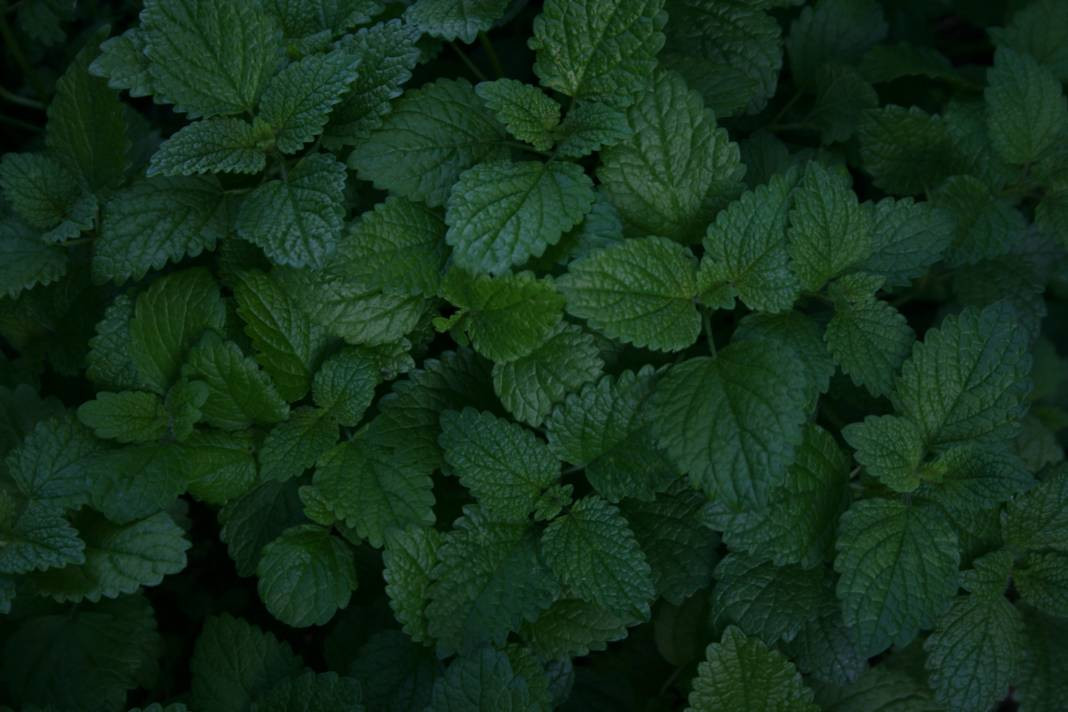 Nane yemeden önce bilmeniz gereken 25 gerçek - Resim: 3