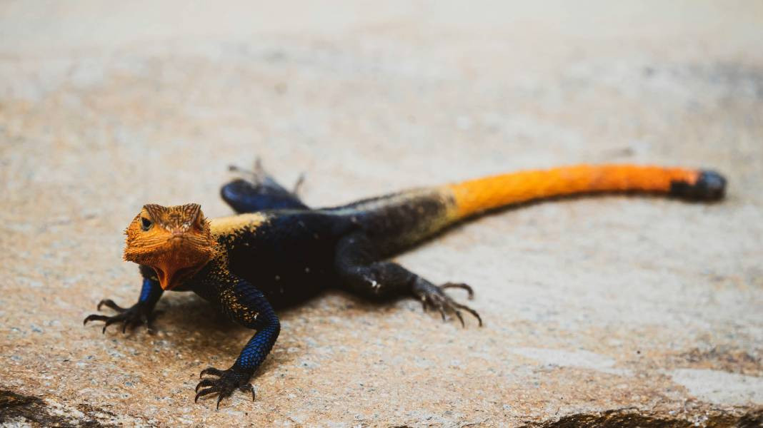 Kertenkeleler hakkında çok şaşıracağınız 25 gerçek - Resim: 18