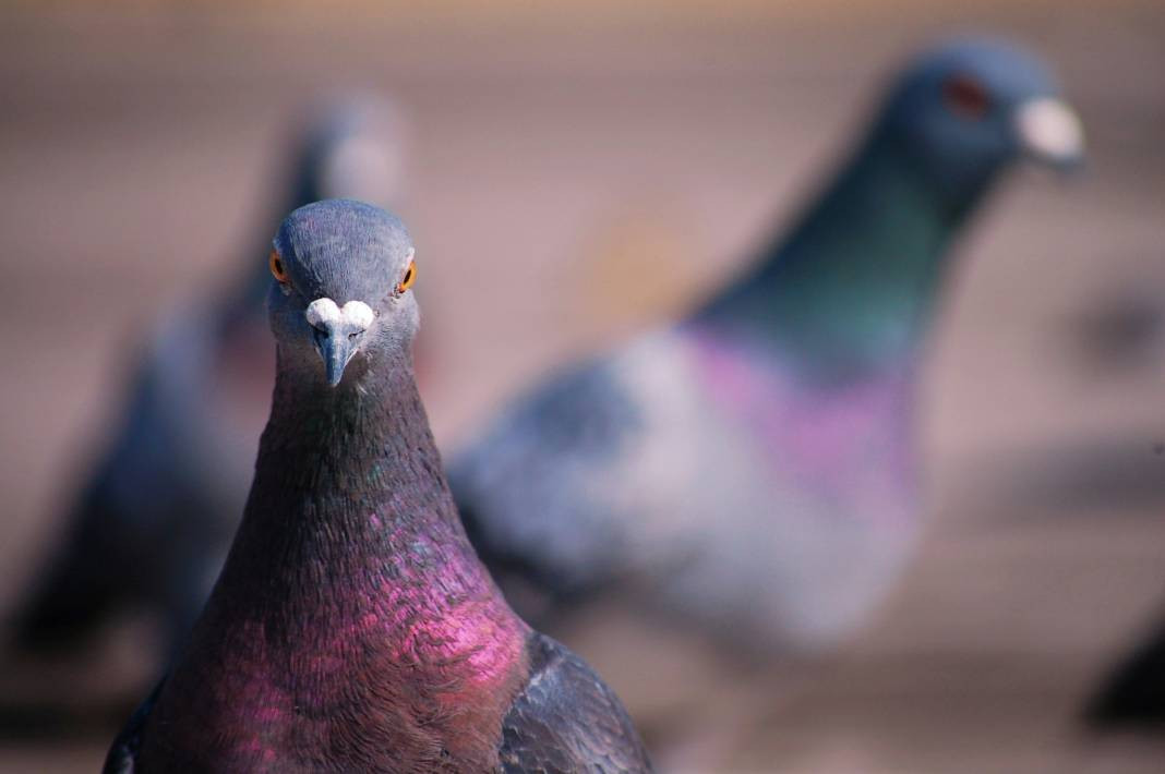 Güvercinler hakkında 25 gerçek - Resim: 2