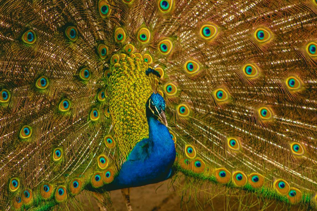 Tavus kuşları hakkında 30 ilginç bilgi - Resim: 24