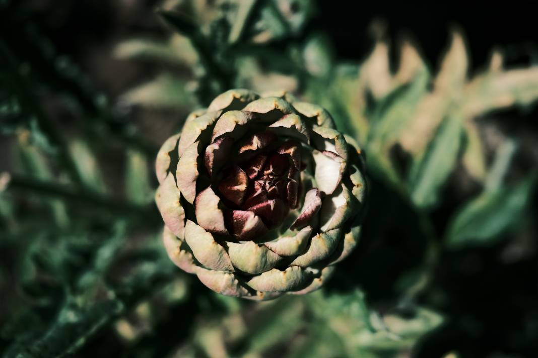 Enginar yemeden önce bilmeniz gereken 25 gerçek - Resim: 22