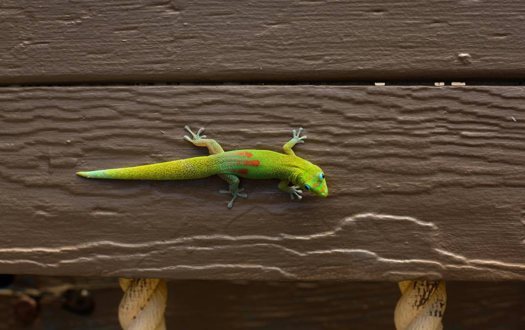Kertenkeleler hakkında çok şaşıracağınız 25 gerçek - Resim: 9