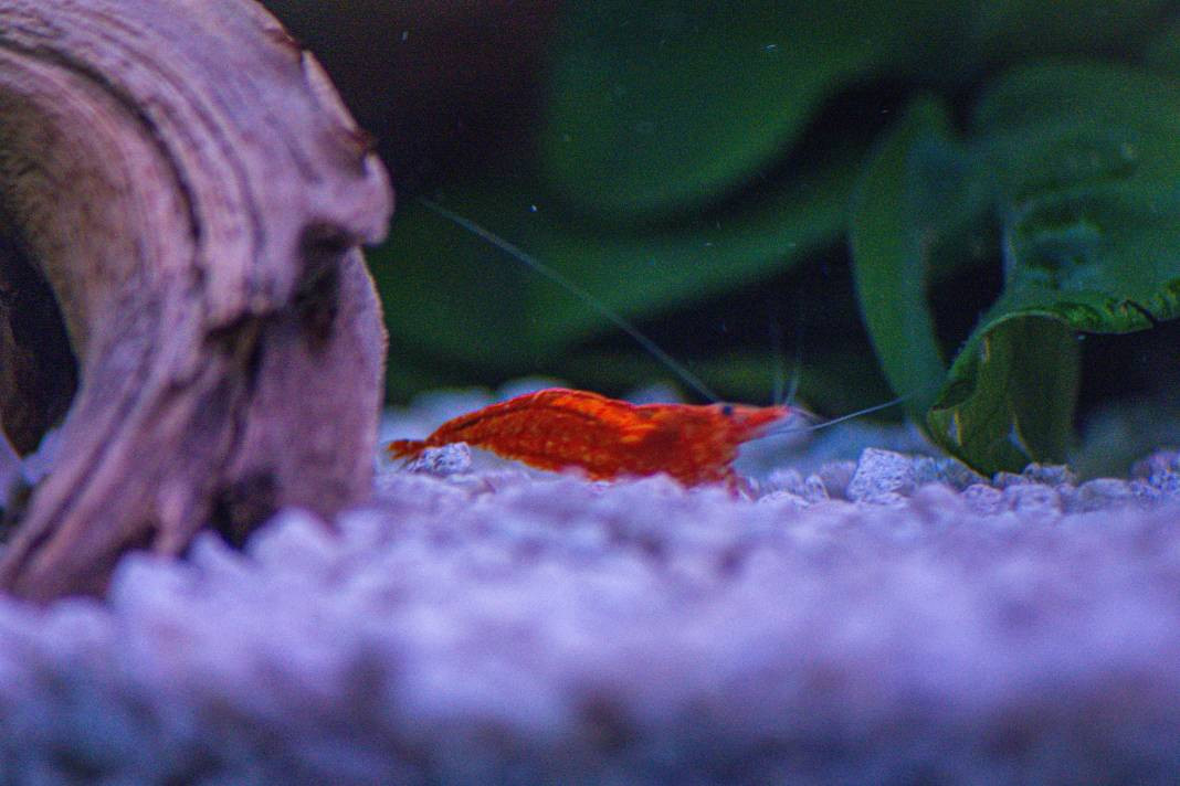 Karidesler hakkında 25 gerçek - Resim: 4