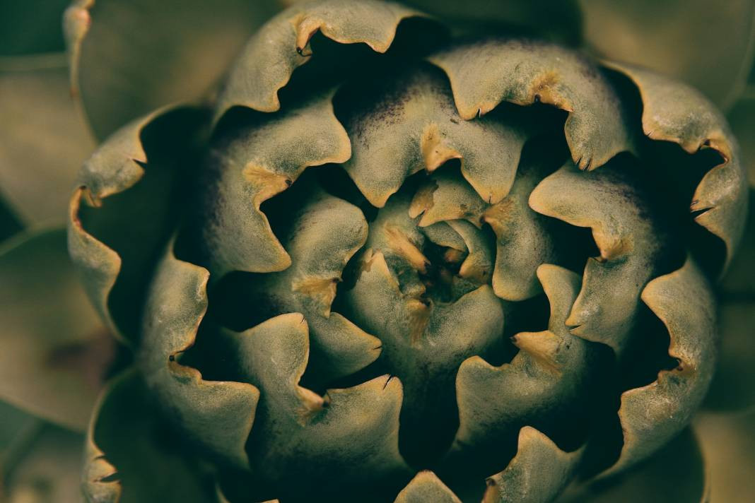 Enginar yemeden önce bilmeniz gereken 25 gerçek - Resim: 11