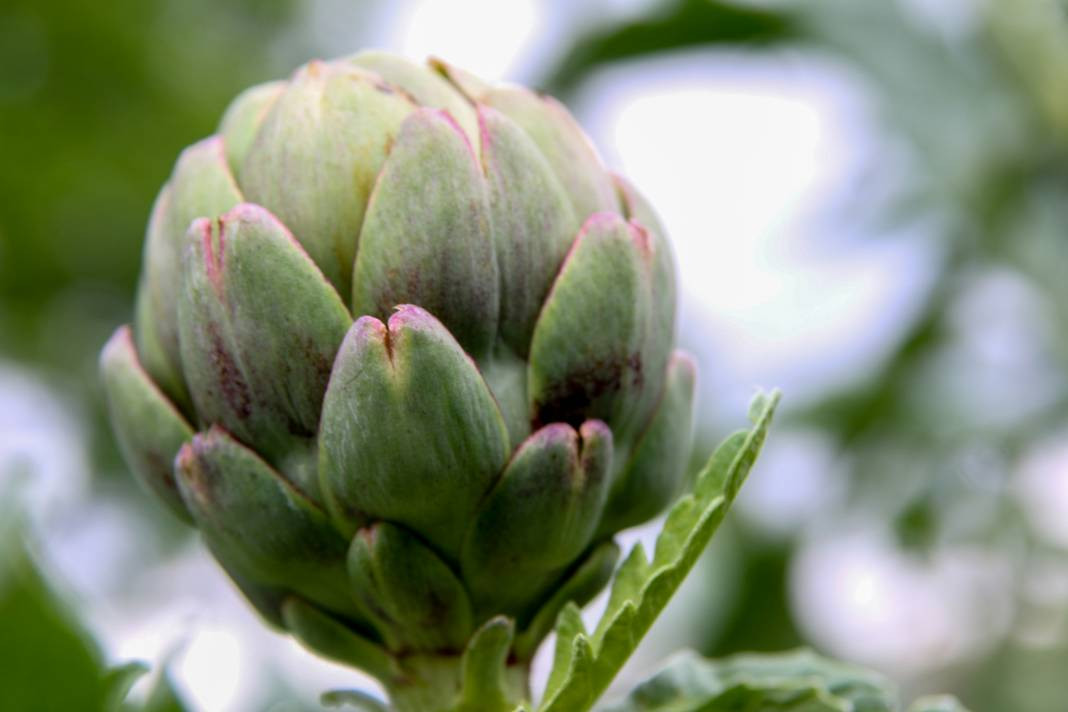 Enginar yemeden önce bilmeniz gereken 25 gerçek - Resim: 18