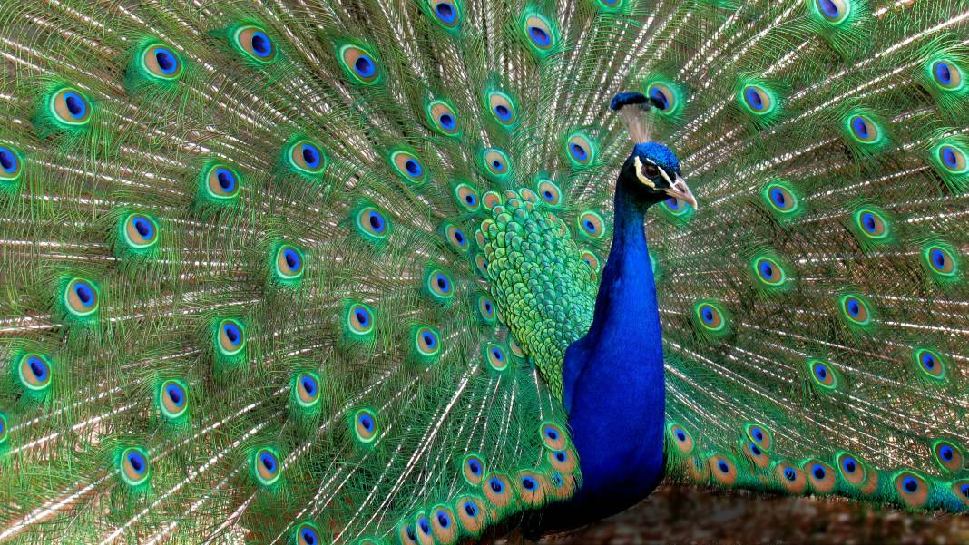 Tavus kuşları hakkında 30 ilginç bilgi - Resim: 25