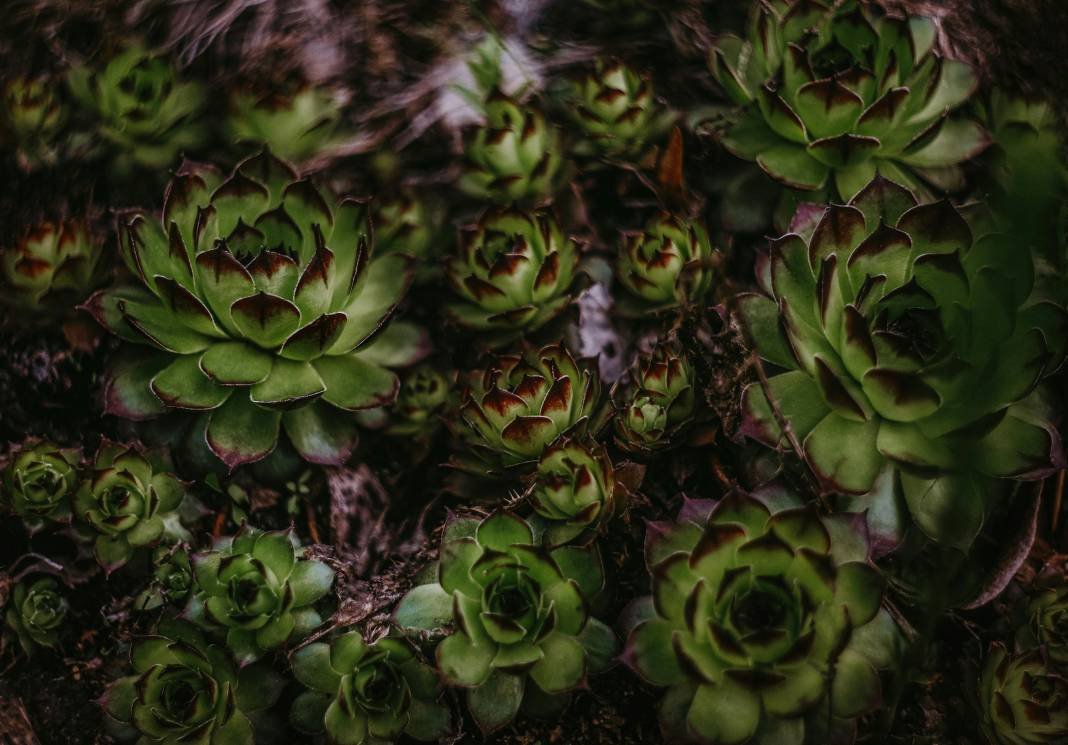 Enginar yemeden önce bilmeniz gereken 25 gerçek - Resim: 23