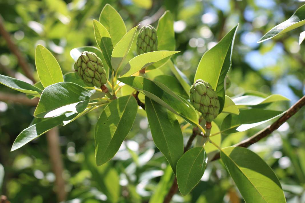 Enginar yemeden önce bilmeniz gereken 25 gerçek - Resim: 26