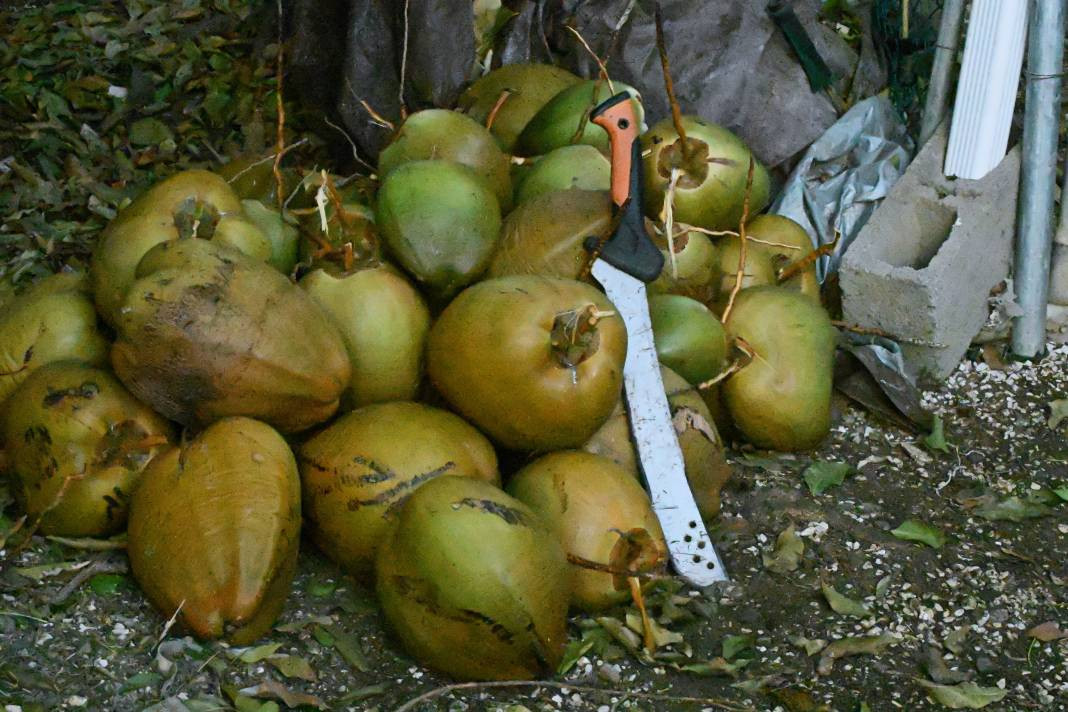 Hindistan cevizi yemeden önce bilmeniz gereken 25 gerçek - Resim: 21