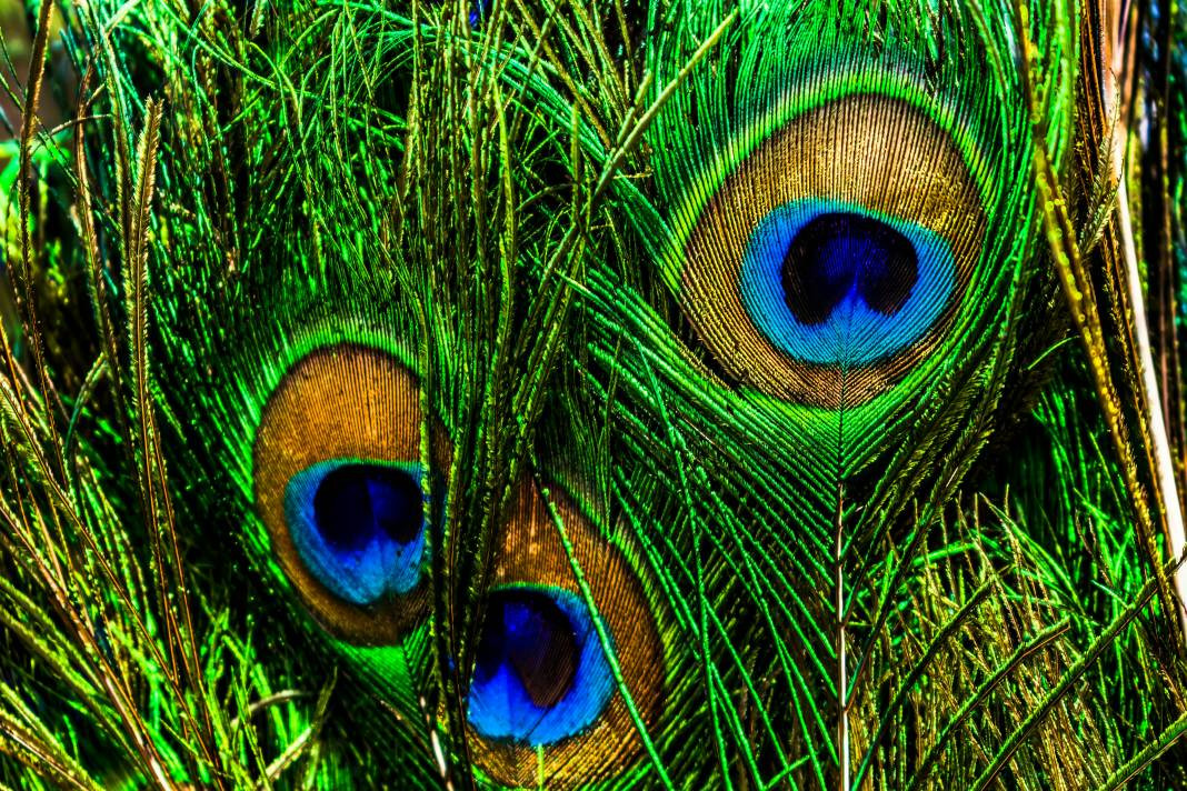 Tavus kuşları hakkında 30 ilginç bilgi - Resim: 18