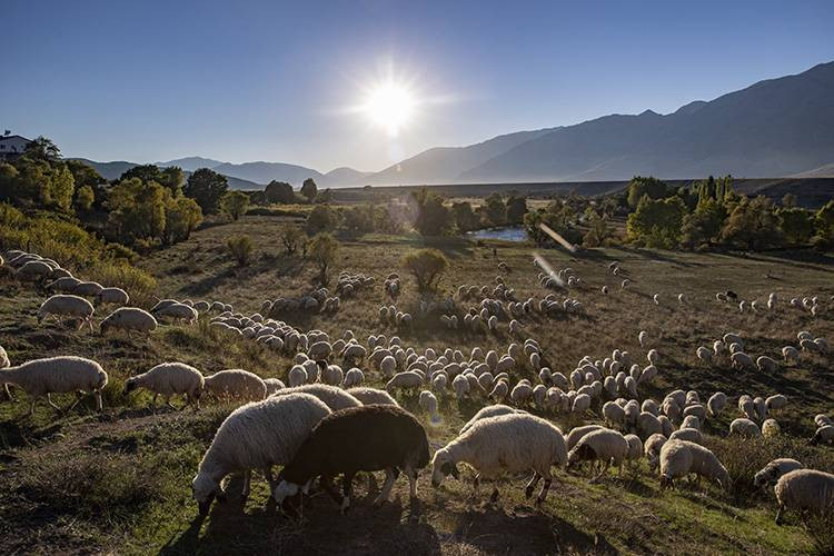 Göçerlerin kurt ve ayı tehlikesi altında zorlu yolculuğu - Resim: 2