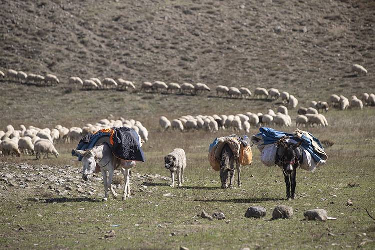 Göçerlerin kurt ve ayı tehlikesi altında zorlu yolculuğu - Resim: 6