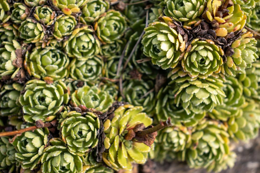 Enginar yemeden önce bilmeniz gereken 25 gerçek - Resim: 24