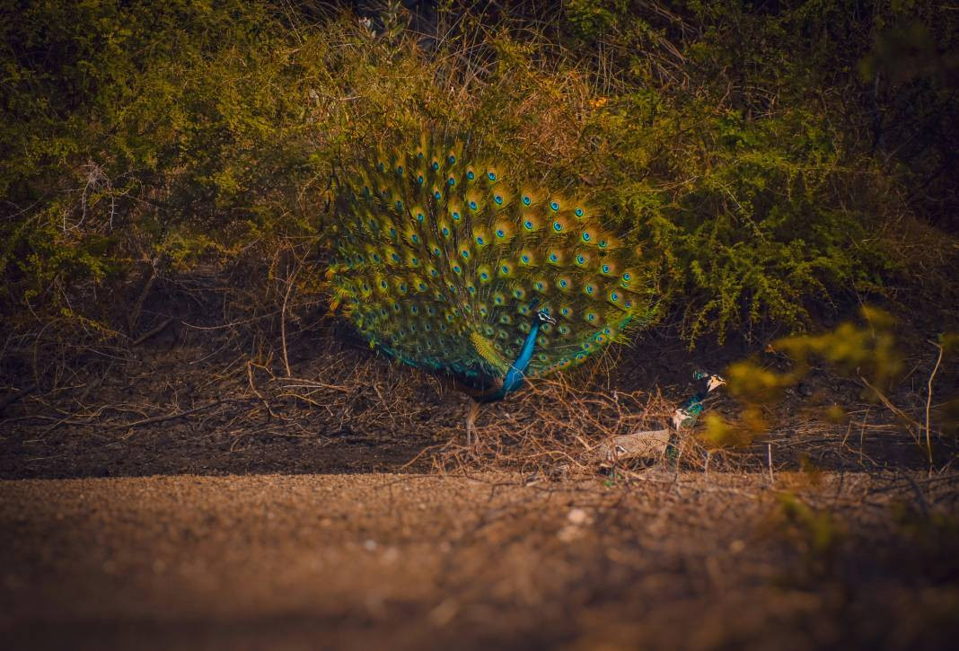 Tavus kuşları hakkında 30 ilginç bilgi - Resim: 16