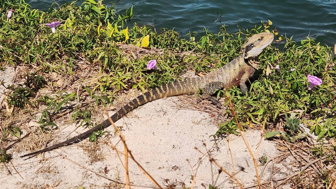 Kertenkeleler hakkında çok şaşıracağınız 25 gerçek - Resim: 19